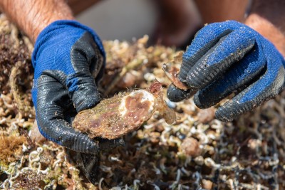 ''Školjke Boke'' - shellfish farm