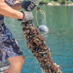 ''Školjke Boke'' - shellfish farm