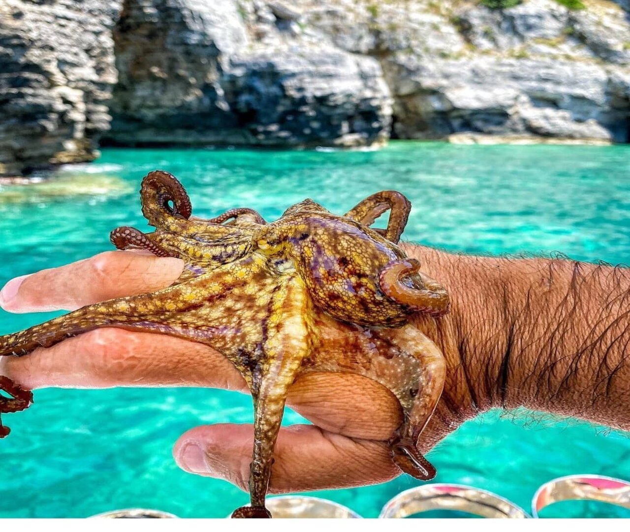 Snorkeling and Octopus hunting private tour