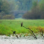 Skadar lake