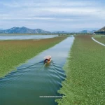 Skadar lake