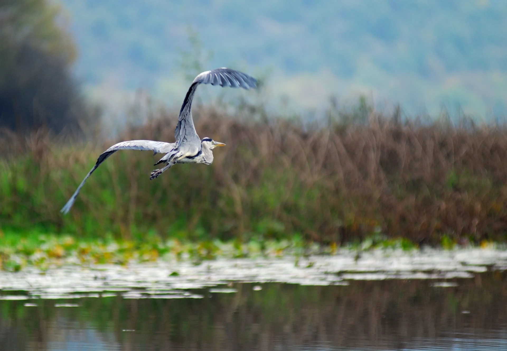 NP Skadar lake