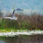 Skadar lake