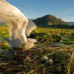 Skadar lake