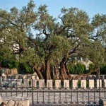 Old Olive Tree