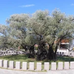 Old Olive Tree